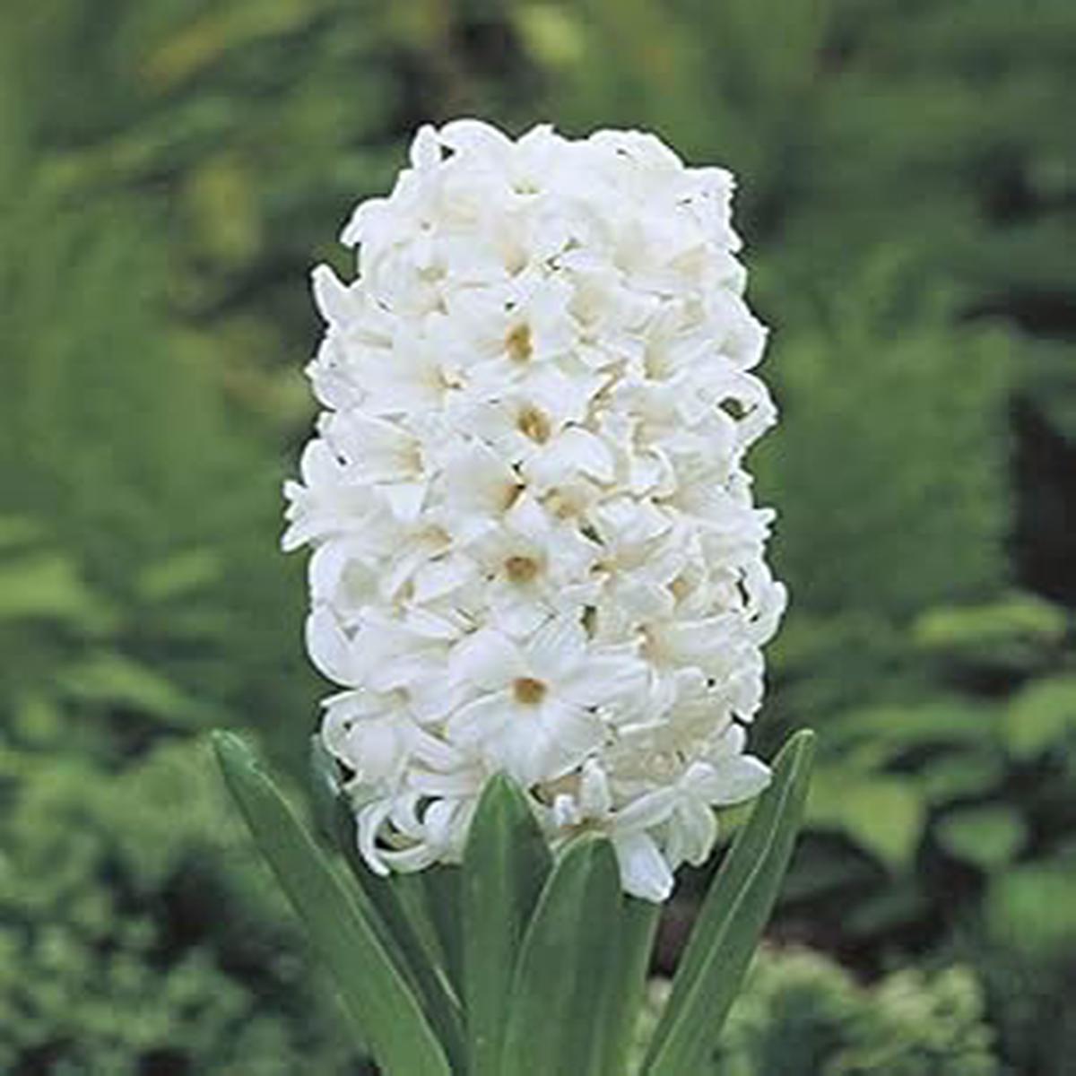 Hyacinthus Orientalis Flower Seeds for Planting Low Maintenance, Heirloom, Non-GMO Seeds for Home Garden
