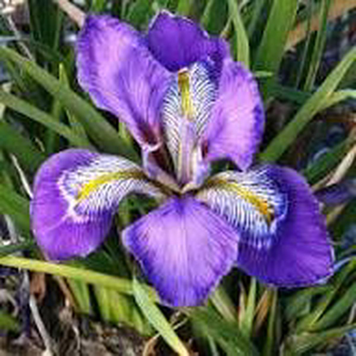 Japanese Iris Flower Seeds for Planting Vibrant Colors, Heirloom, Non-GMO, High Germination