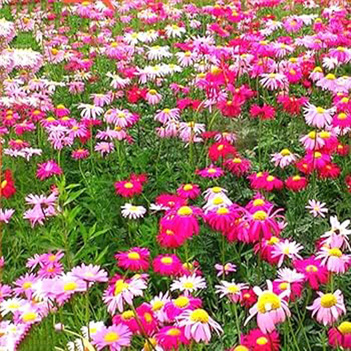 Mixed Pyrethrum Flower Seeds for Planting Heirloom, Non-GMO Wildflower Mix, High Germination