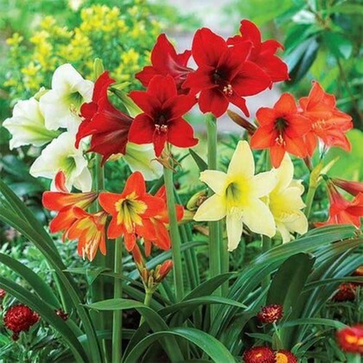 Multi-Colored Amaryllis Flower Seeds for Planting Heirloom, Non-GMO, Seasonal Bloomer, High Germination