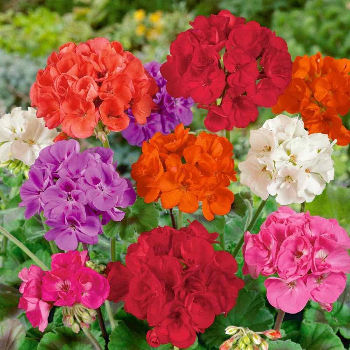 Multi Colour Geraniums Flower Seeds for Planting Heirloom, Non-GMO, Long Bloom, High Germination