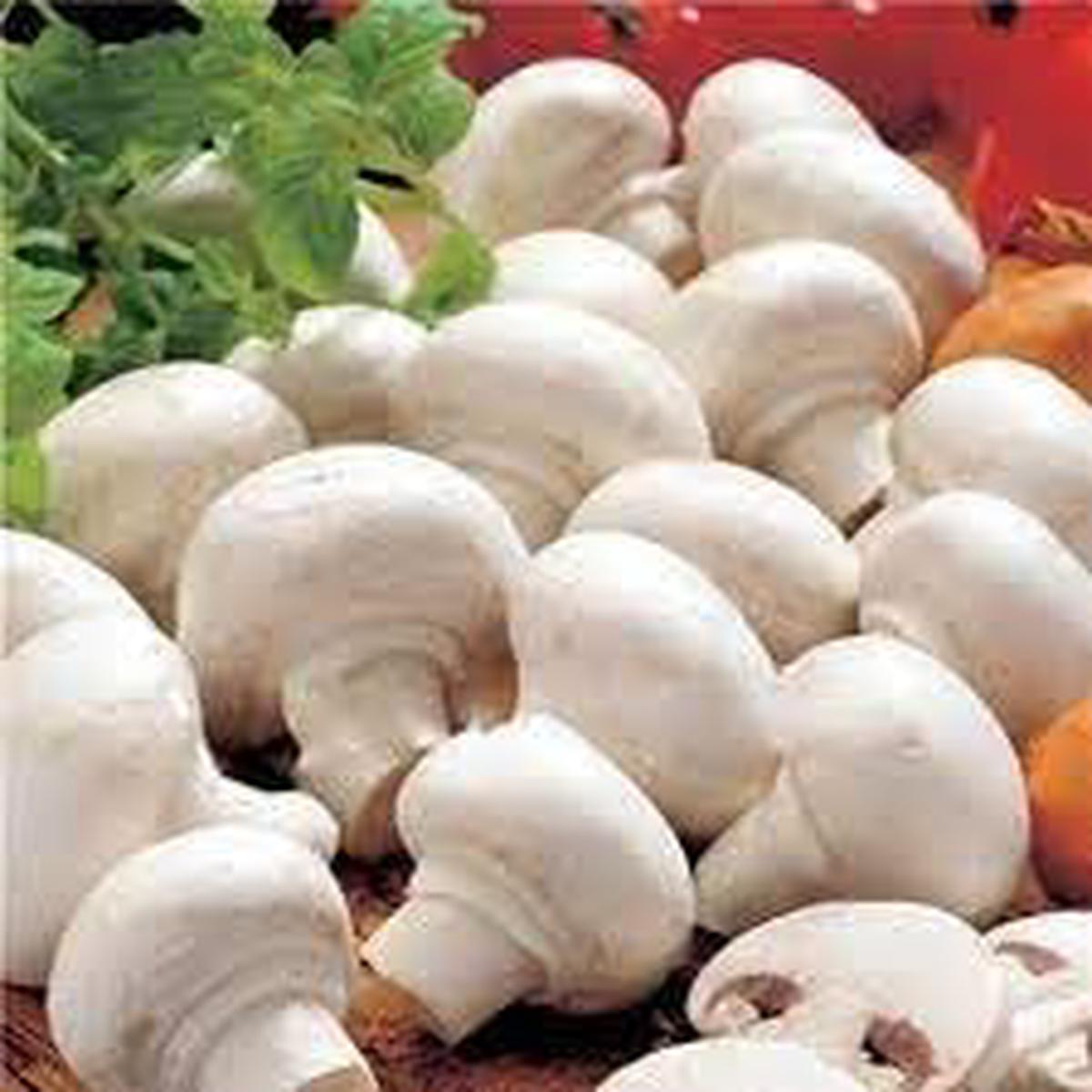 Mushroom Seeds for Planting Heirloom & Non-GMO, High Germination Organic Garden Seeds