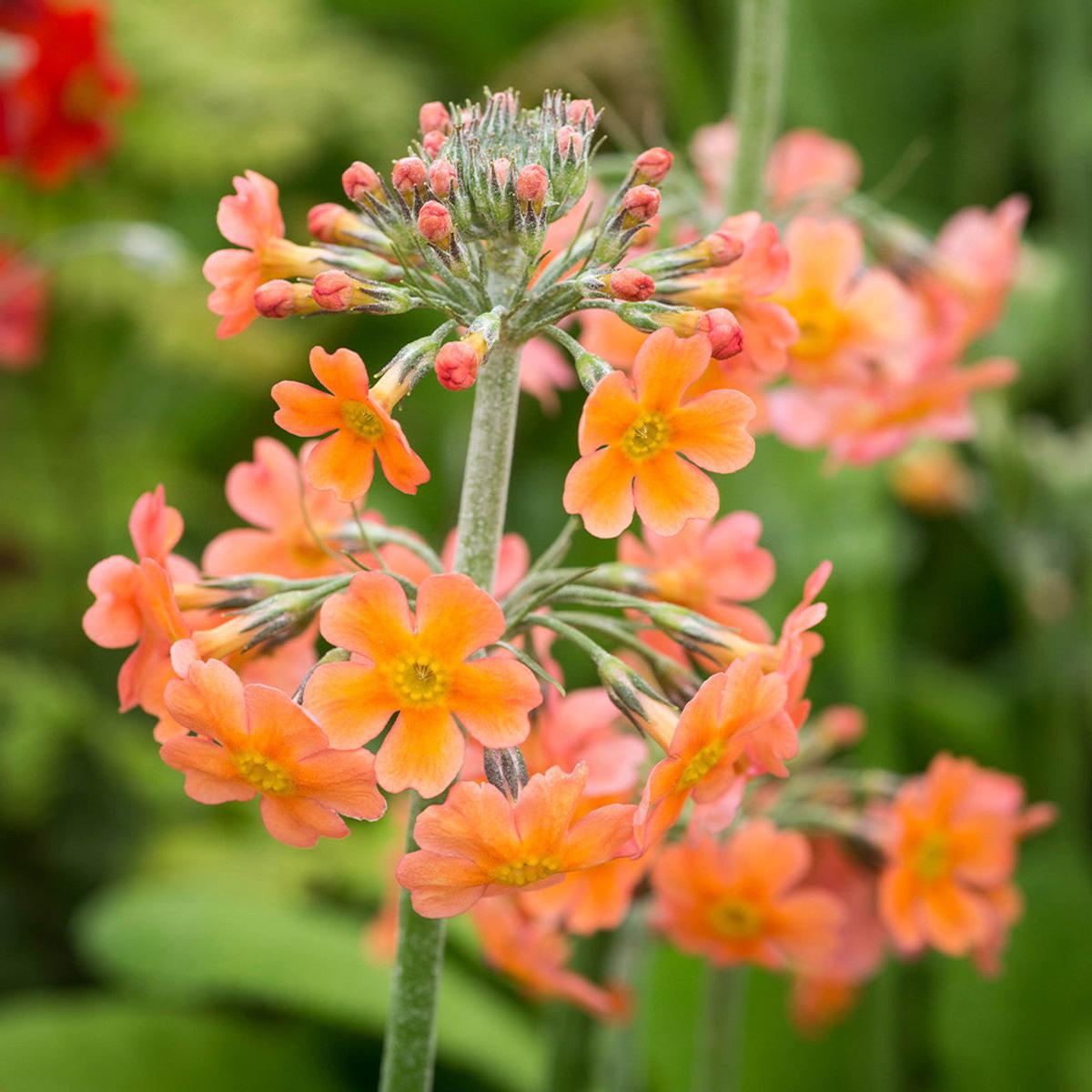 Orange Pink Primula Autumn Flower Seeds for Planting Heirloom, Non-GMO, High Germination