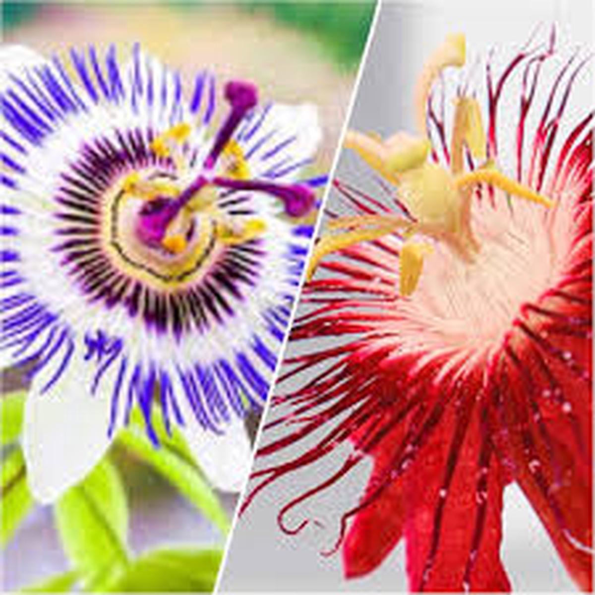 Red Blue Passiflora Flower Seeds for Planting Premium Quality, Heirloom, Non-GMO, High Germination