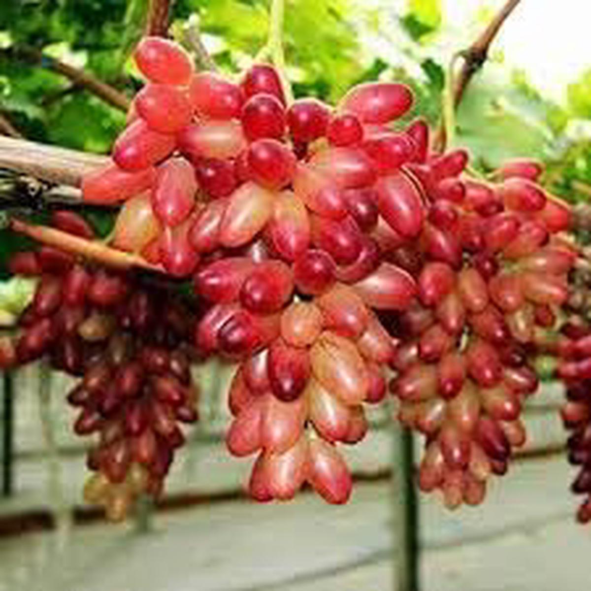 Wild Fox Grape fruit seeds for planting - Heirloom & Non-GMO Garden seeds for robust wild-style fruits