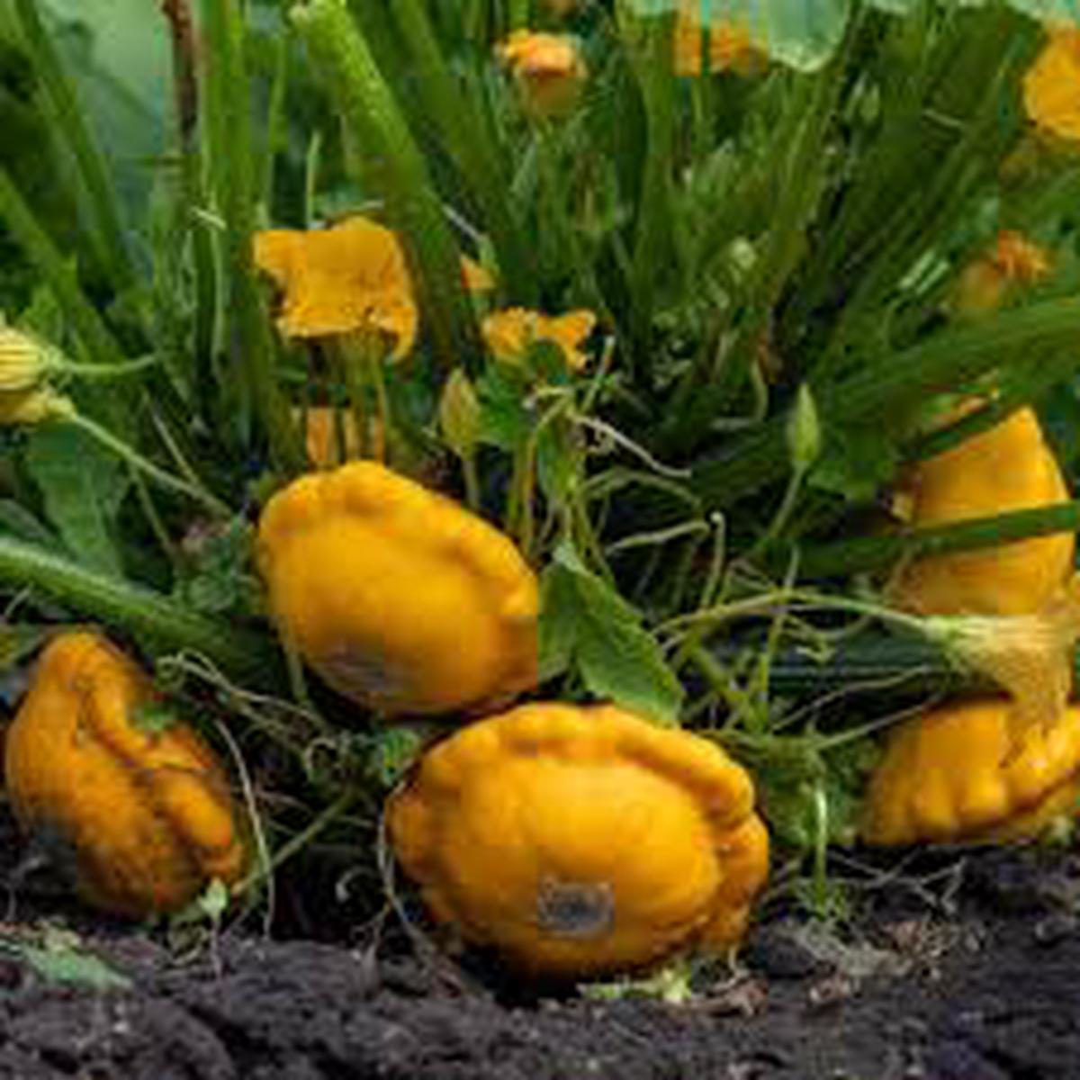 Yellow Scallop Vegetable Seeds for Planting  Heirloom & Non-GMO Garden Seeds