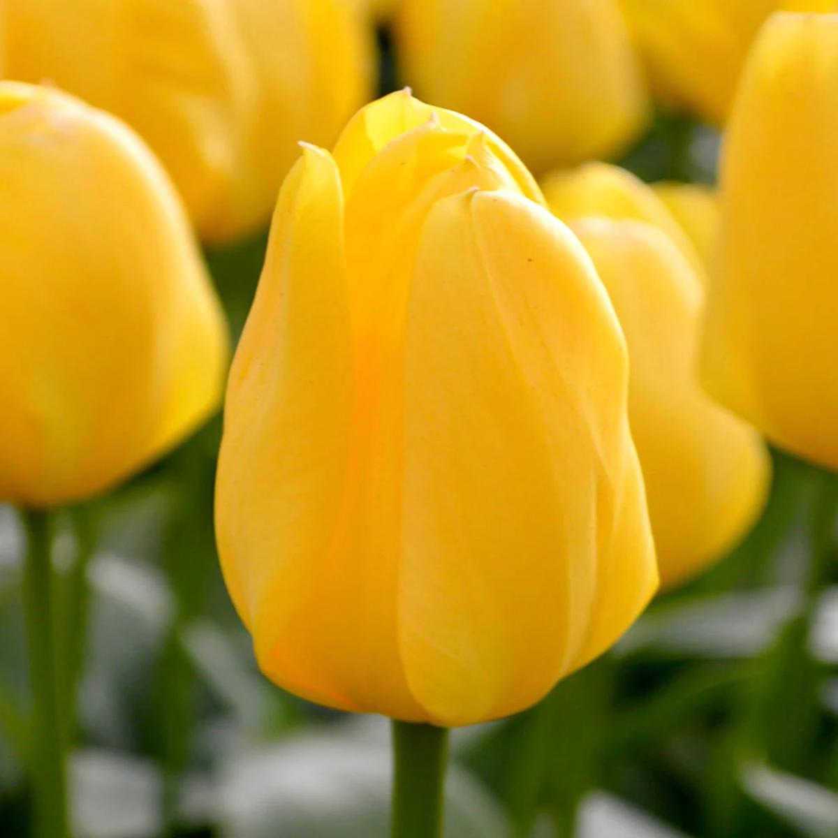 Yellow Tulip Flower seeds for Planting Shade Tolerant Heirloom Non-GMO Seeds for Home Garden