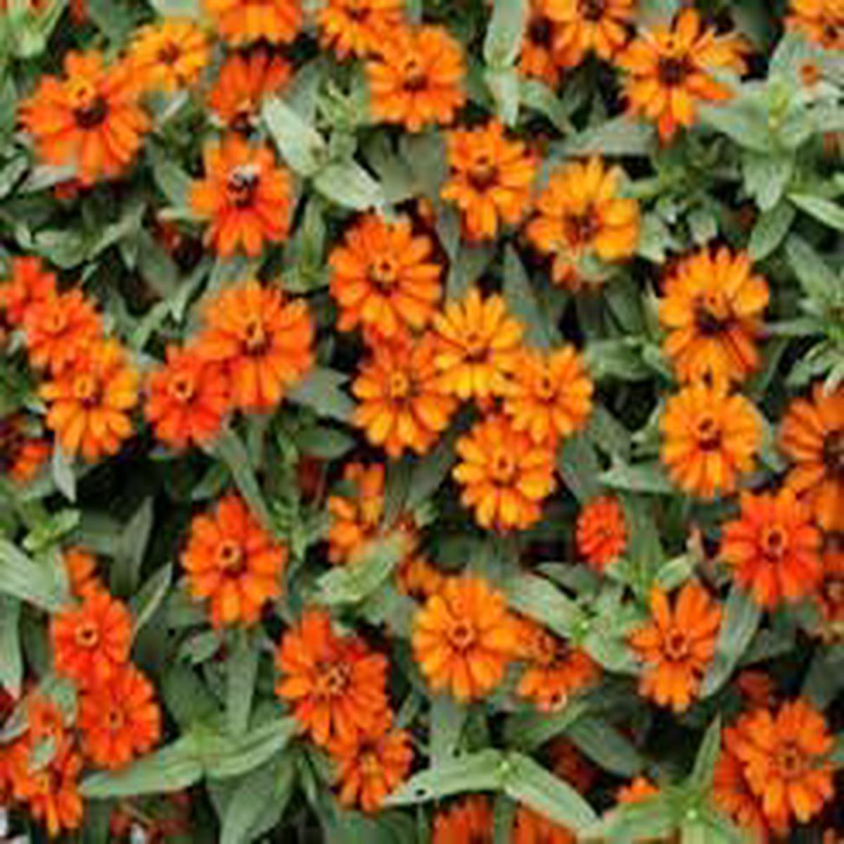 Zinnia Profusion Flower Seeds Heirloom, Non-GMO, Seasonal Bloomer Organic Garden Seeds for Planting