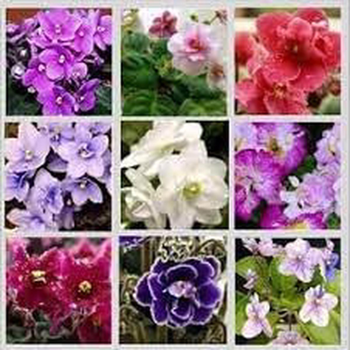 African Saintpaulia Flower Seeds for Planting  Heirloom Non-GMO, High Germination, Bright Blooms