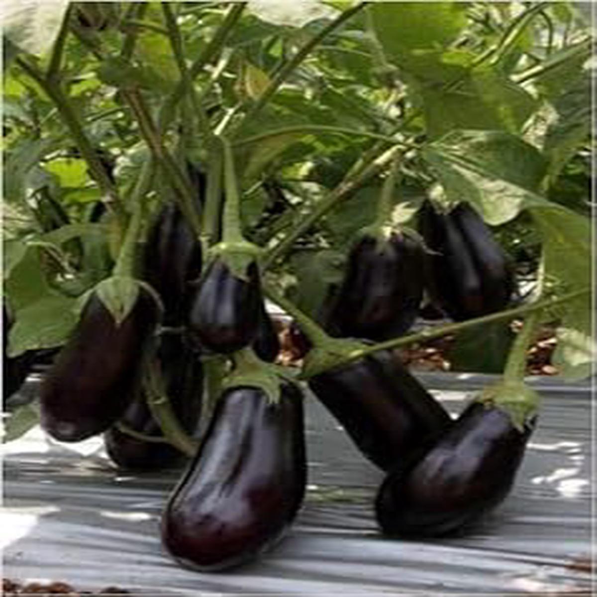 Black Aubergine flower seeds for planting - Heirloom & Non-GMO Garden Seeds