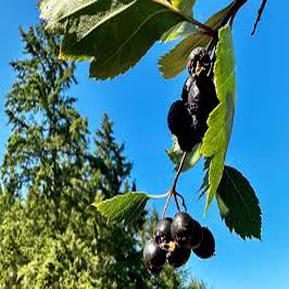 Black Hawthorn Tree Seeds for Planting Heirloom, Non-GMO for Hardy Ornamental Garden Trees