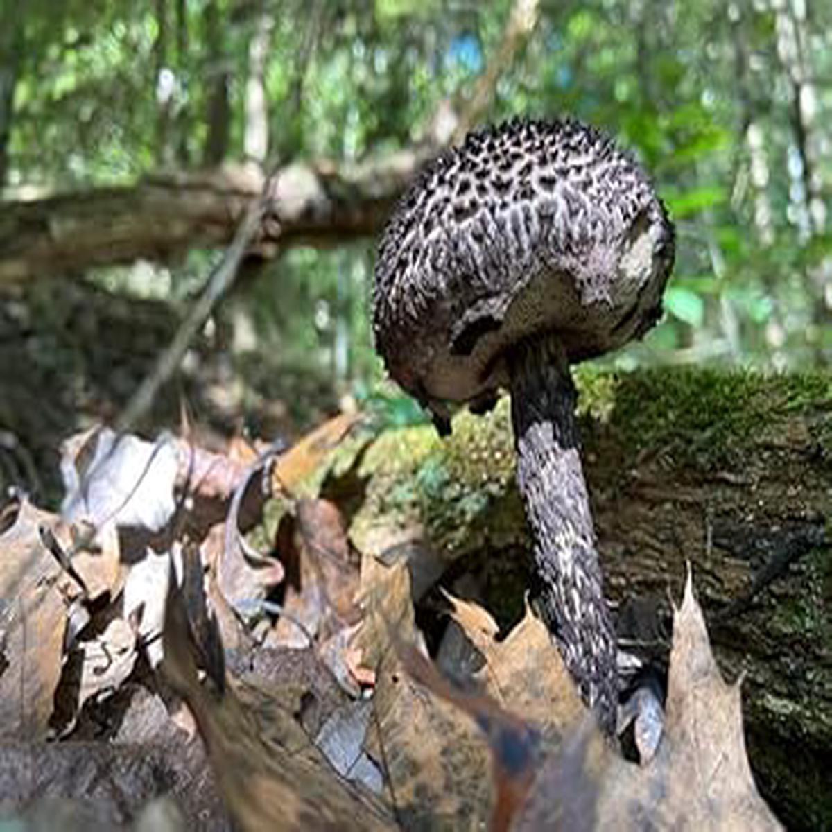 Black Mushroom Seeds for Planting Heirloom, Non-GMO Spores, Earthy Harvest Organic Garden Seeds