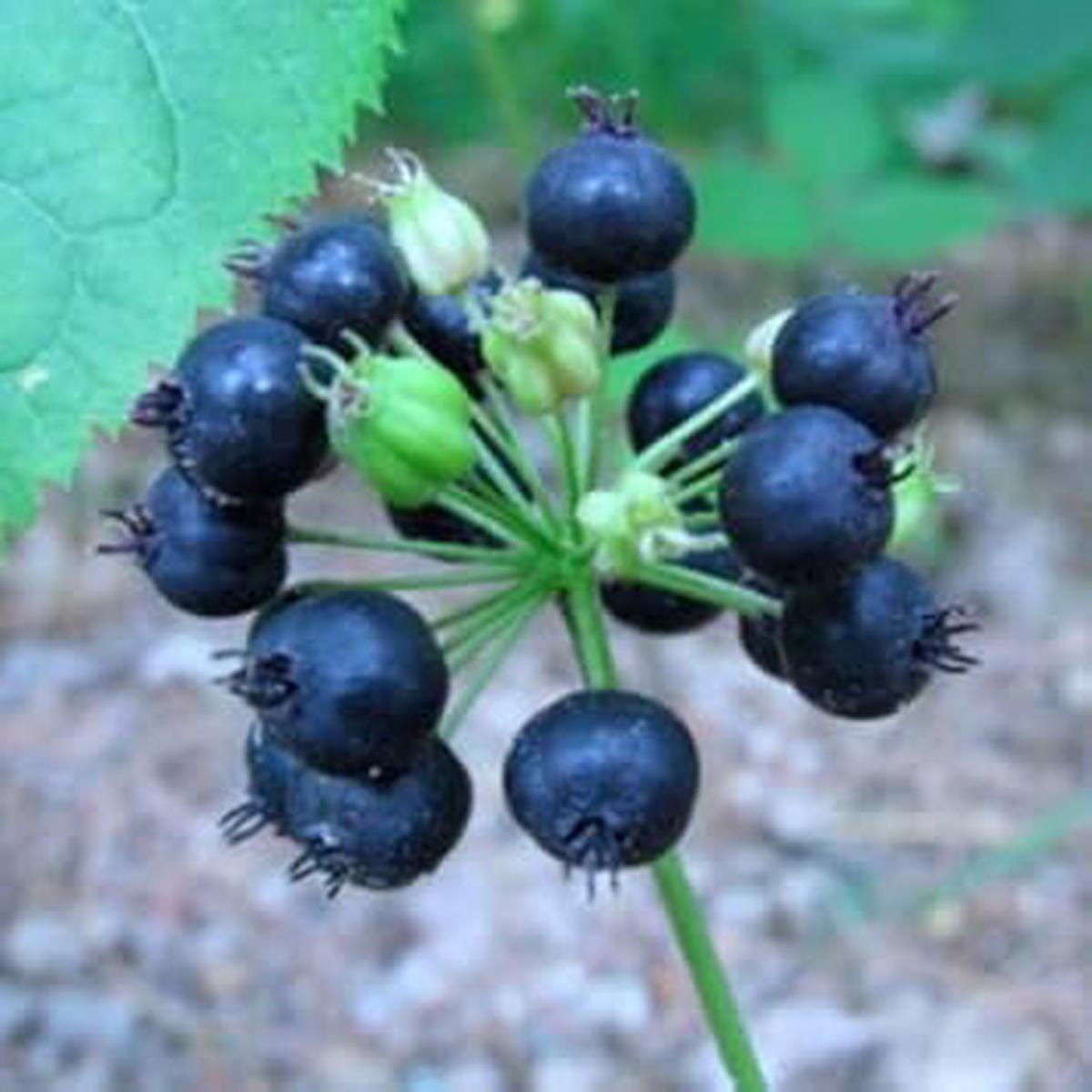 Black Sarsaparilla Herb Seeds  Heirloom, Non-GMO Beginner Approved Seeds for Garden Planting