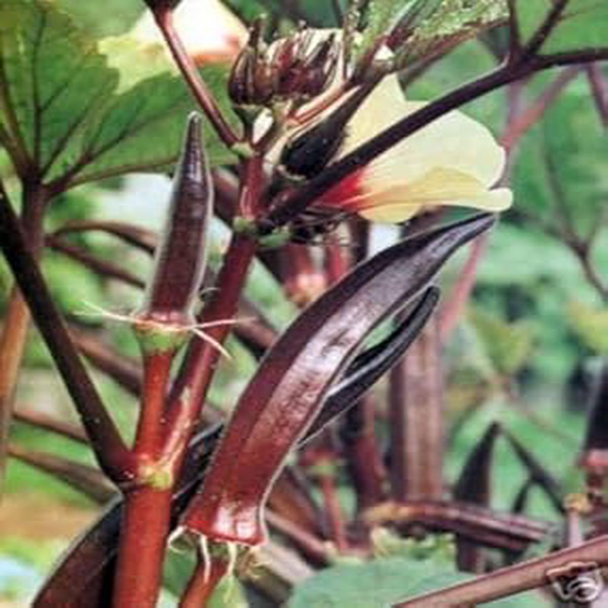 Burgundy Okra Vegetable Seeds for Planting Heirloom & Non-GMO Garden Seeds for Rich-Colored Pods