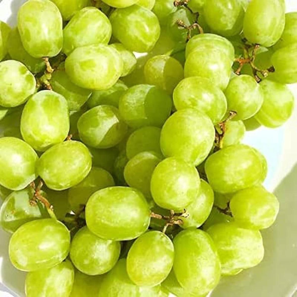 Cotton Candy Grape Fruit Seeds for Planting  Heirloom, Non-GMO for Sweet Unique Vines