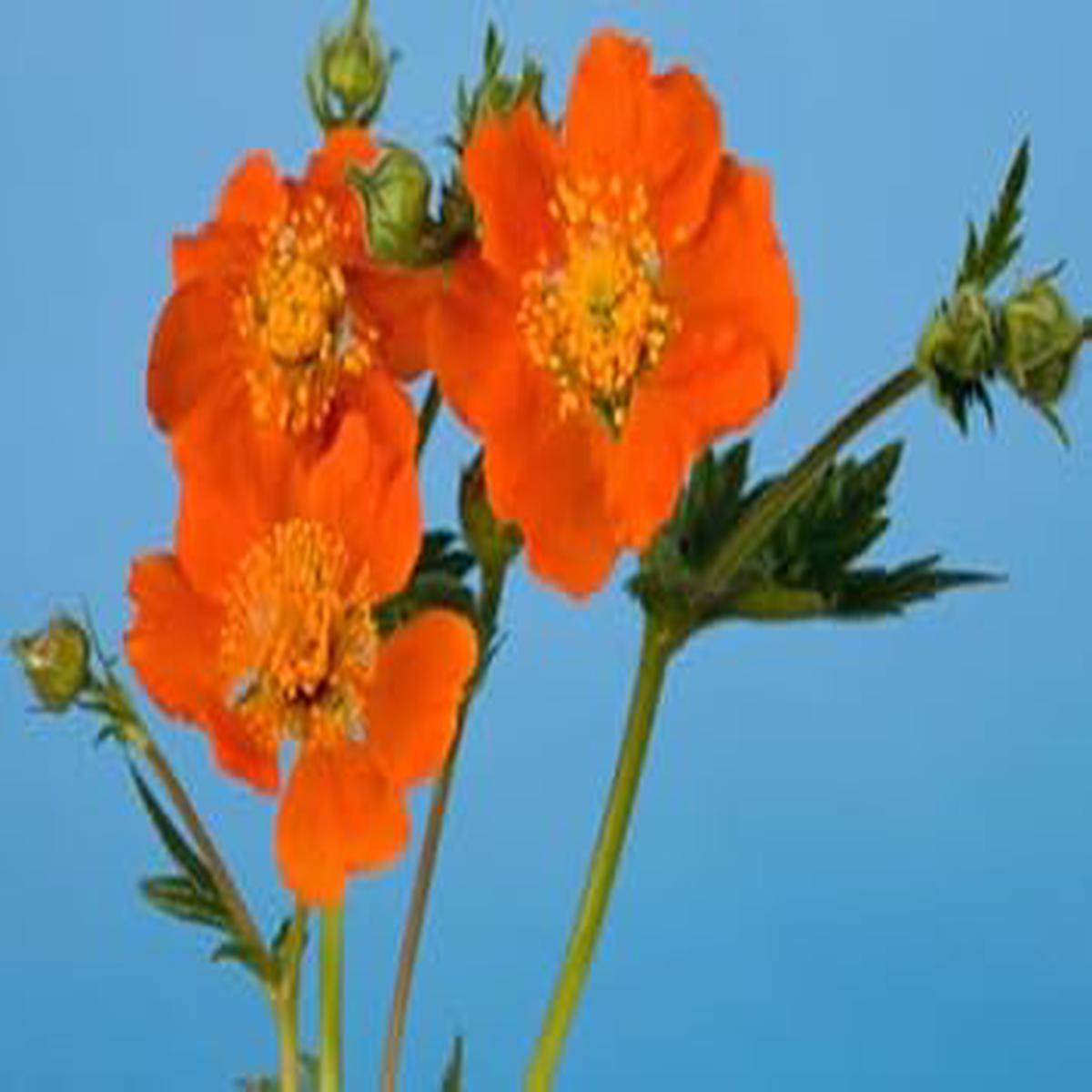 Geum Flower Seeds for Planting Fragrant Blossoms, Heirloom, Non-GMO, High Germination