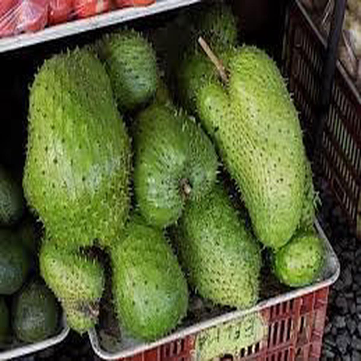 Giant Soursop Fruit Seeds Heirloom, Non-GMO Seeds for High-Yield Tropical Tree Planting