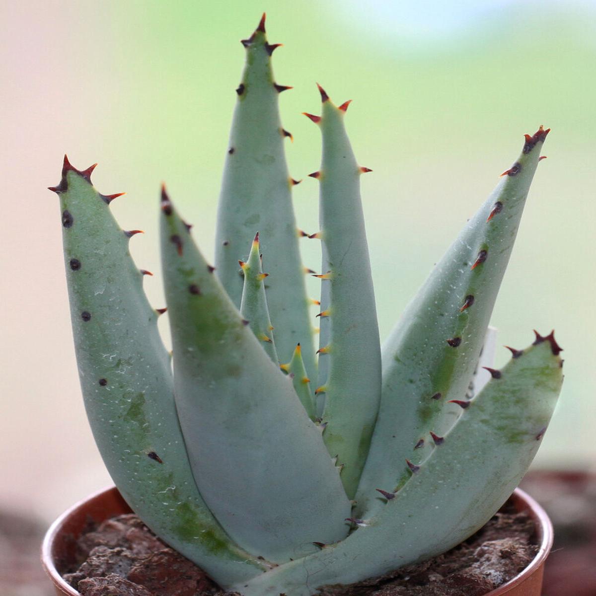 Green Claviflora Jackals Herb Seeds for Planting  Heirloom, Non-GMO, Organic Garden Seeds with High Germination