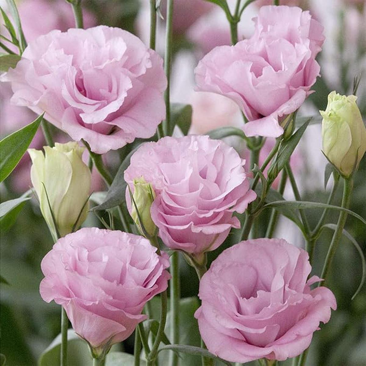 Light Pink Eustoma (Lisianthus) Flower Seeds for Planting Heirloom, Non-GMO, Vibrant Colors, High Germination