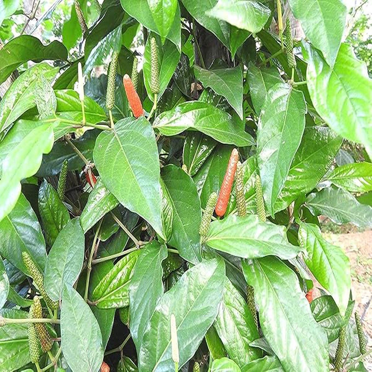 Long Pepper Seeds for Planting (Piper longum) Heirloom, Non-GMO, Rare Culinary Spice High Germination