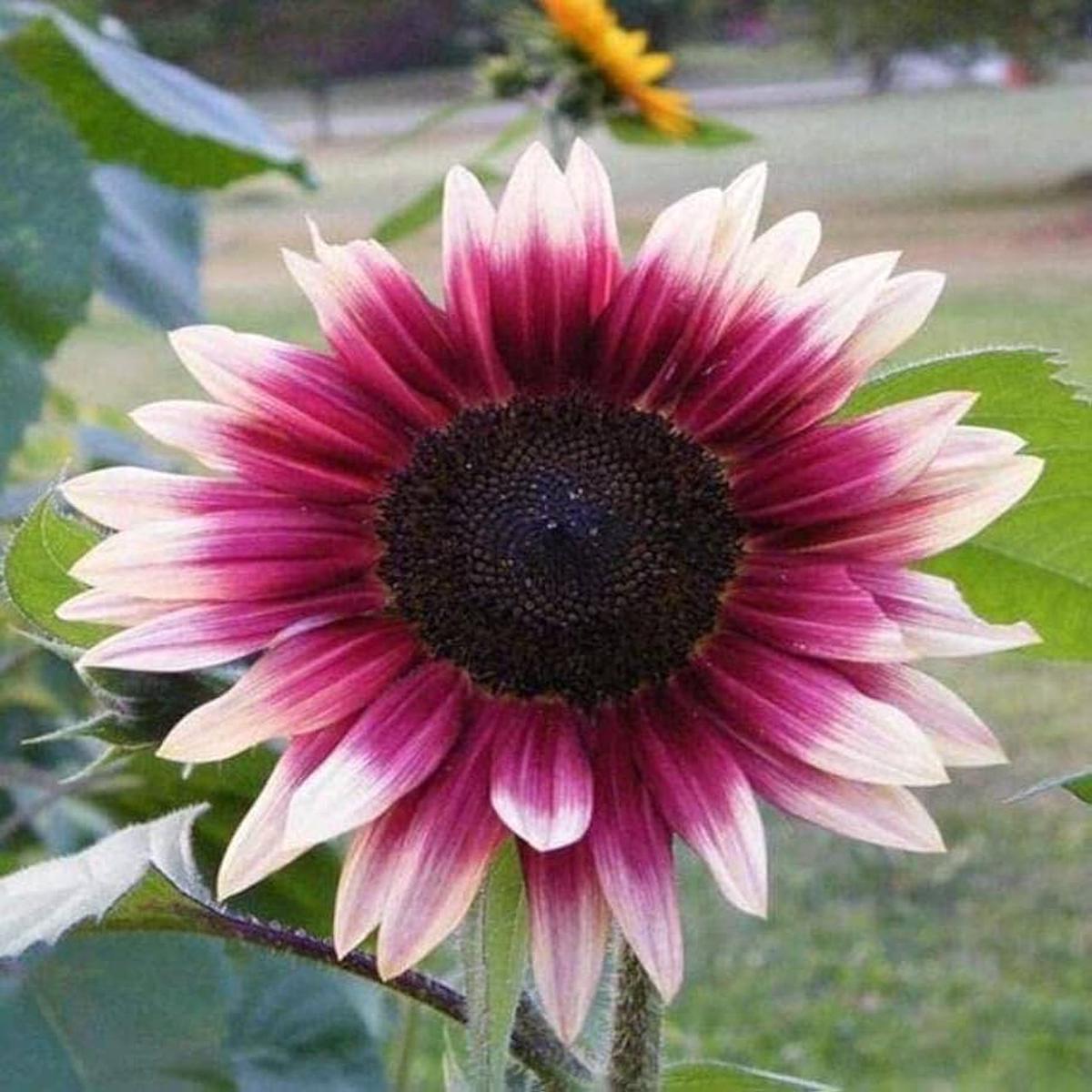 Mix Pink Sunflower Flower Seeds for Planting Heirloom, Non-GMO, High Germination Organic Garden Seeds