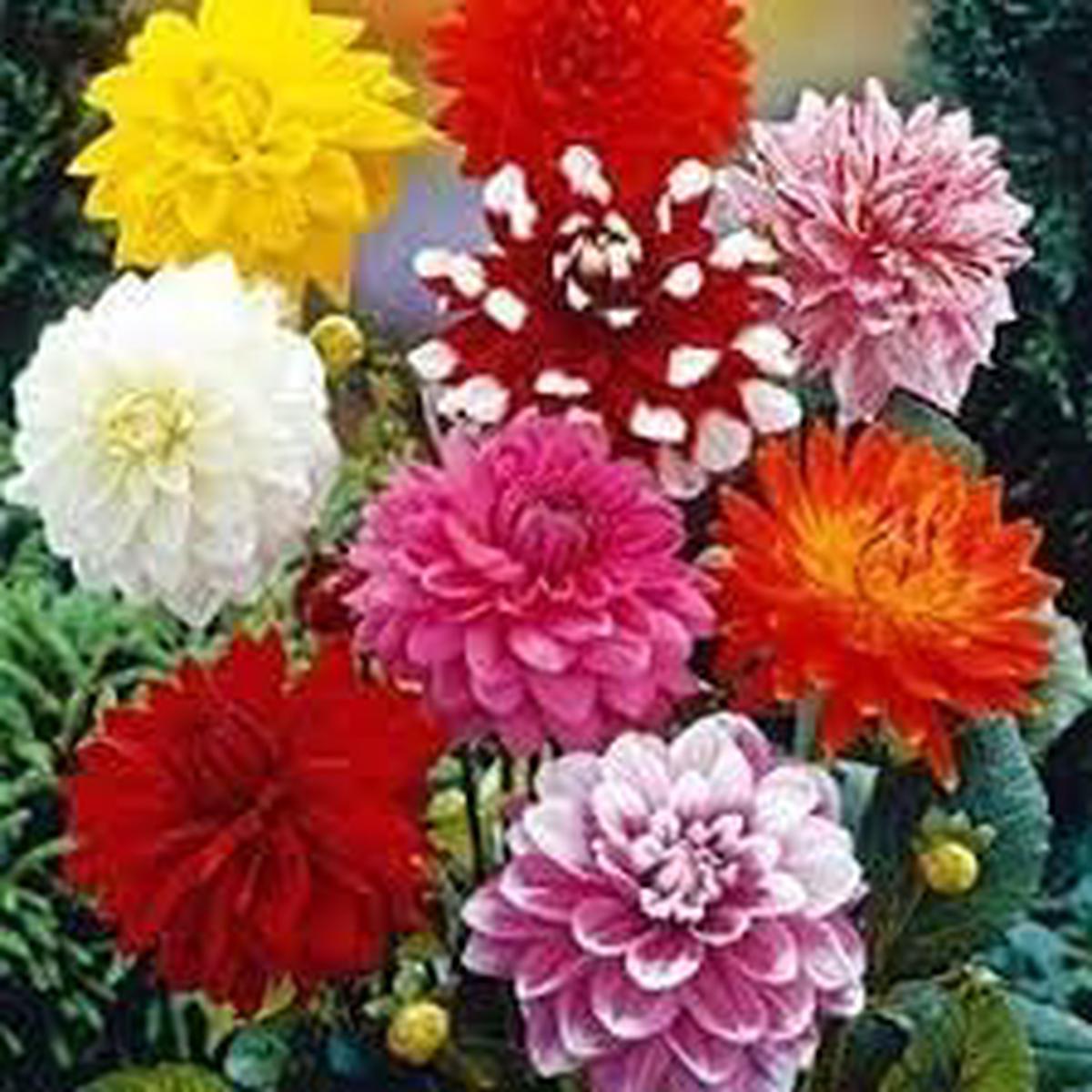 Mixed Dahlia Pompon Flower Seeds for Planting  Heirloom & Non-GMO Summer Blooming Garden Variety
