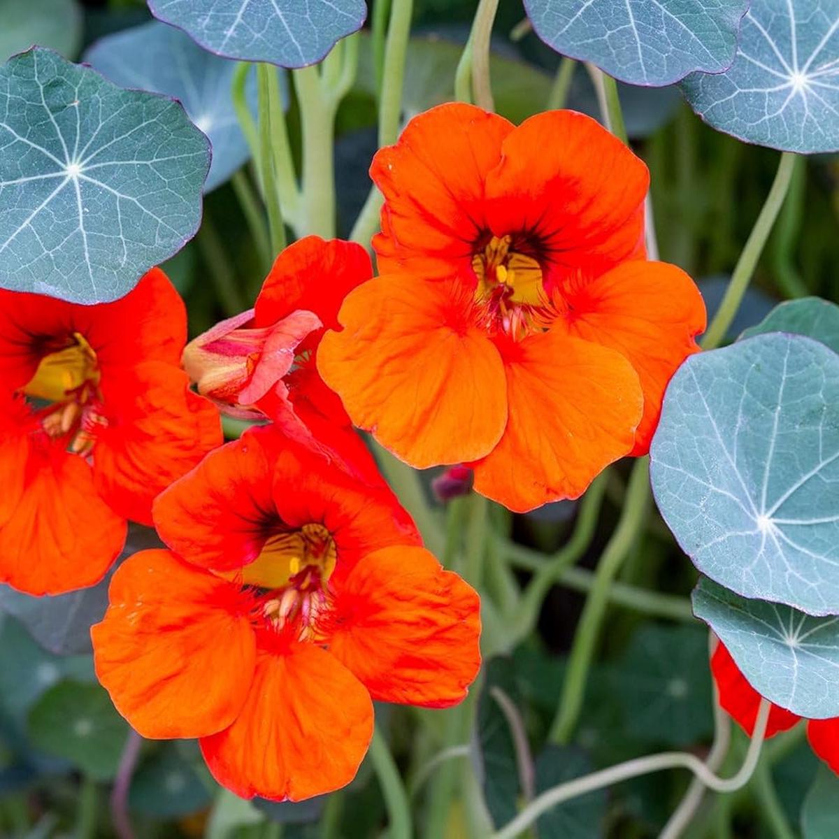 Nasturtium Flower Seeds for Planting Heirloom, Non-GMO, Perfect for Borders & Home Gardens