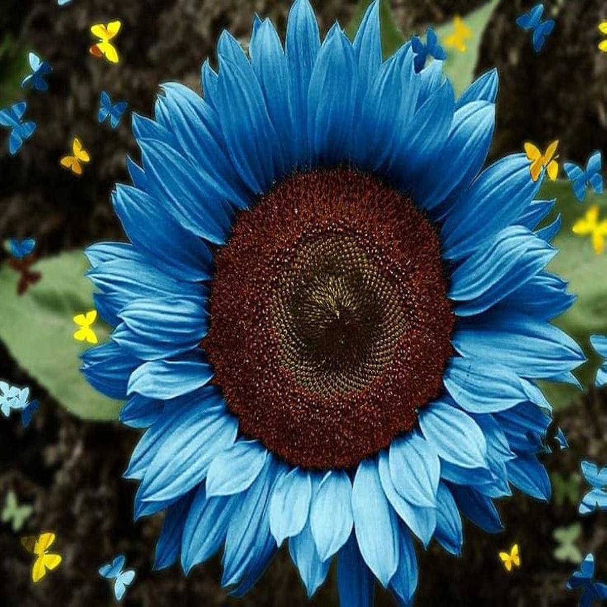 Ocean Blue Sunflower Flower Seeds for Planting Heirloom, Non-GMO, High Germination Garden Seeds