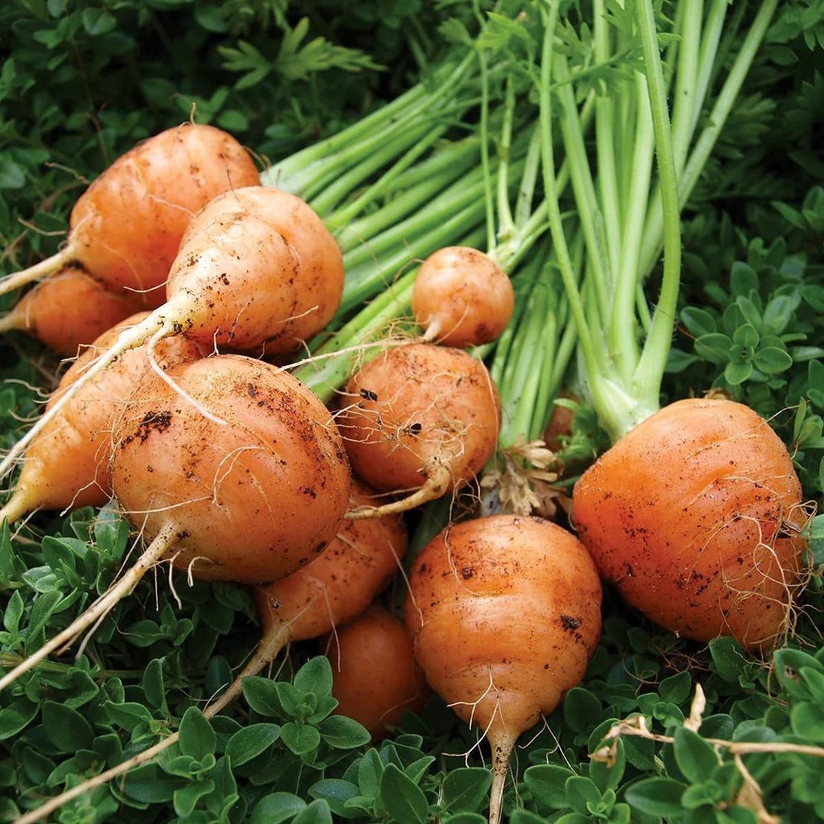 Parisian Carrot Seeds for Planting Heirloom, Non-GMO, Round Root Vegetable High Germination
