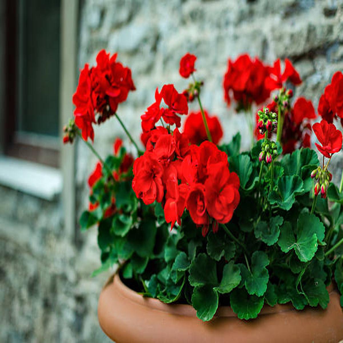 Red Geranium Flower Seeds for Planting Heirloom, Non-GMO, High Germination Organic Garden Seeds