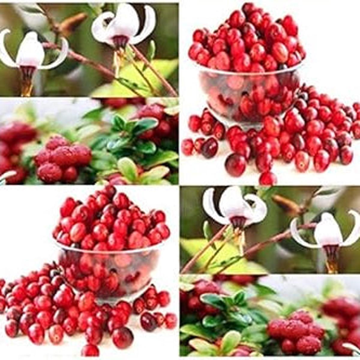 Red Vaccinium Macrocarpon Fruit Seeds for Planting Heirloom Non-GMO Tangy Cranberry Vines Organic Garden Seeds