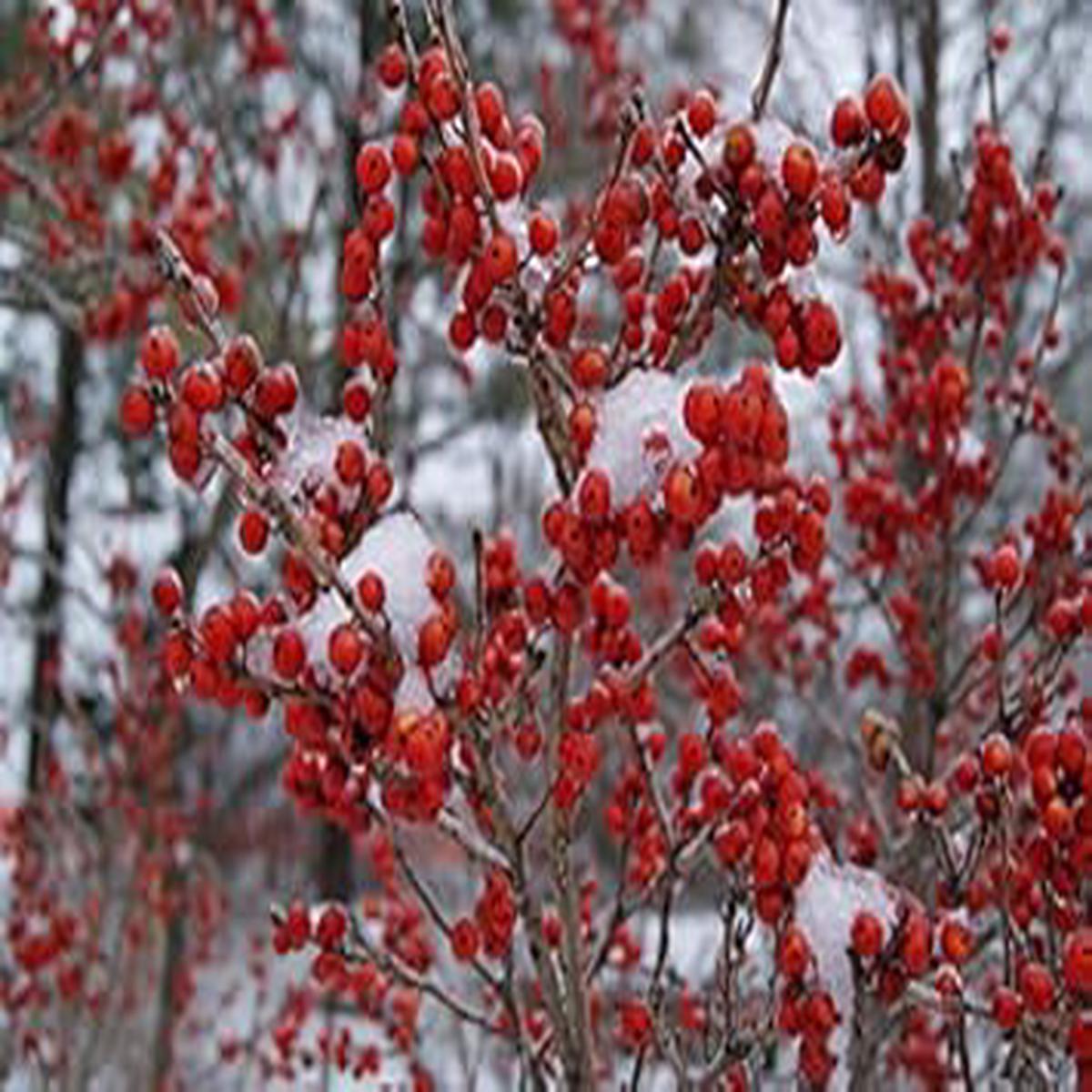 Red Verticillata fruit seeds for planting - Heirloom & Non-GMO ornamental collector garden seeds