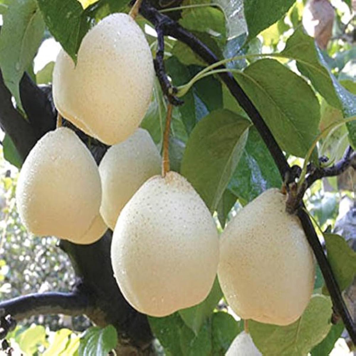 White Chojubai fruit seeds for planting Heirloom & Non-GMO garden seeds, rare dwarf bonsai blooms