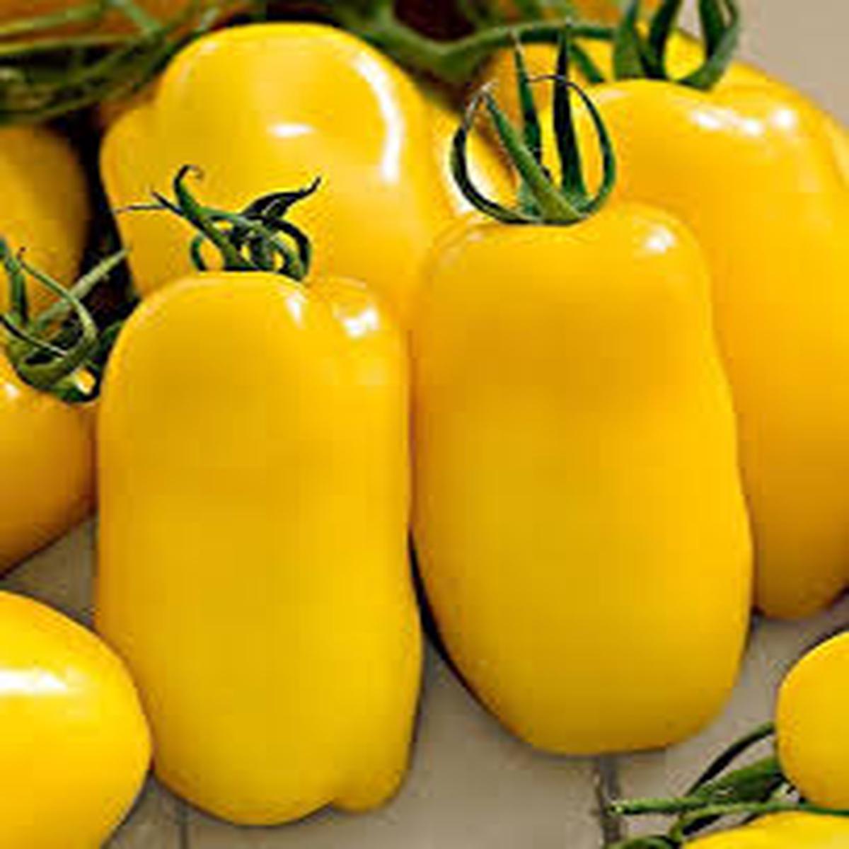 Yellow Banana Tomato flower seeds for planting - Heirloom & Non-GMO Garden Seeds
