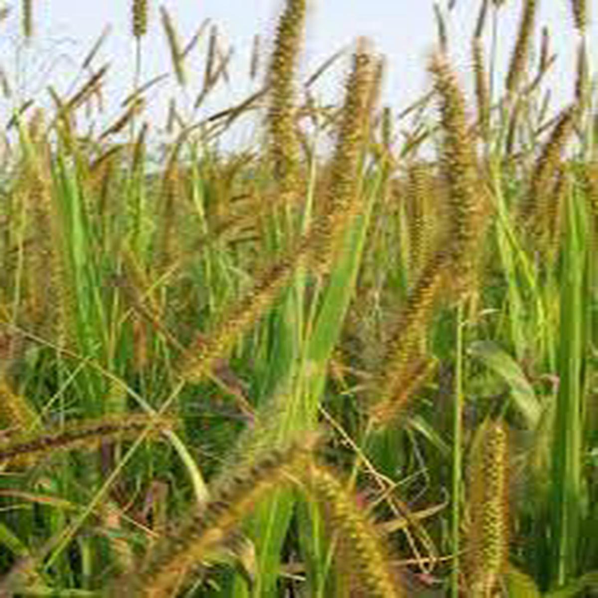 Yellow Foxtail grass seeds for planting - Heirloom & Non-GMO Garden seeds
