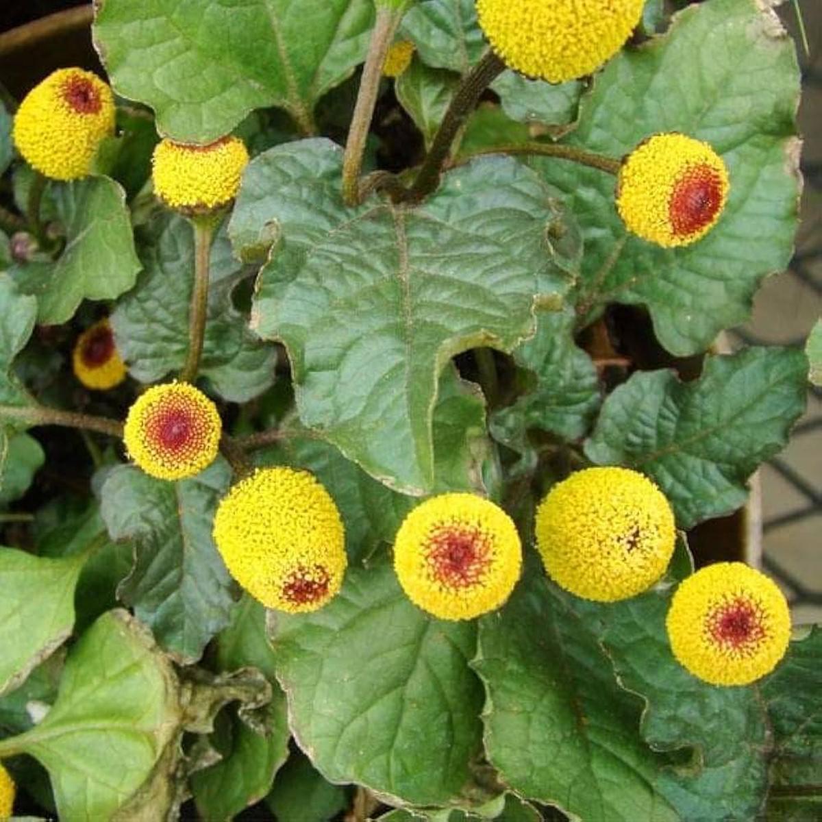 Yellow Toothache Flower Seeds for Planting | Heirloom Non-GMO High Germination Organic Garden Seeds