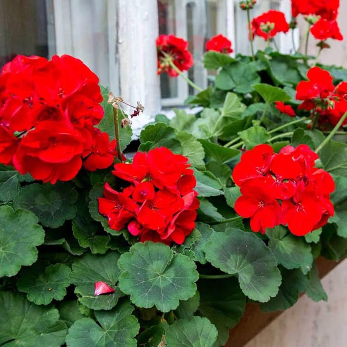 Adenium Flower Seeds for Planting Mixed Perfect for Borders, Heirloom, Non-GMO, High Germination Organic Garden Seeds