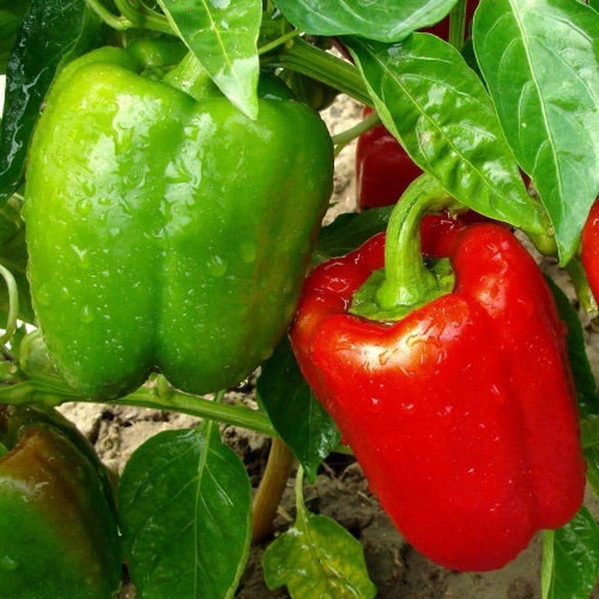 Cal Wonder Sweet Pepper Seeds for Planting  Heirloom, Non-GMO, Mild Vegetable Garden Seeds  High Germination
