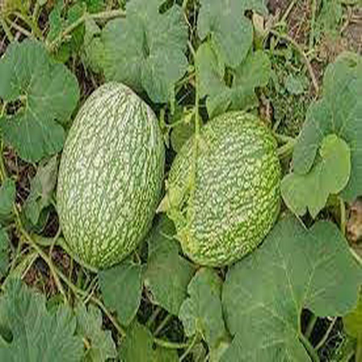 Calabaza Cabello Vegetable Seeds for Planting Heirloom & Non-GMO Garden Seeds