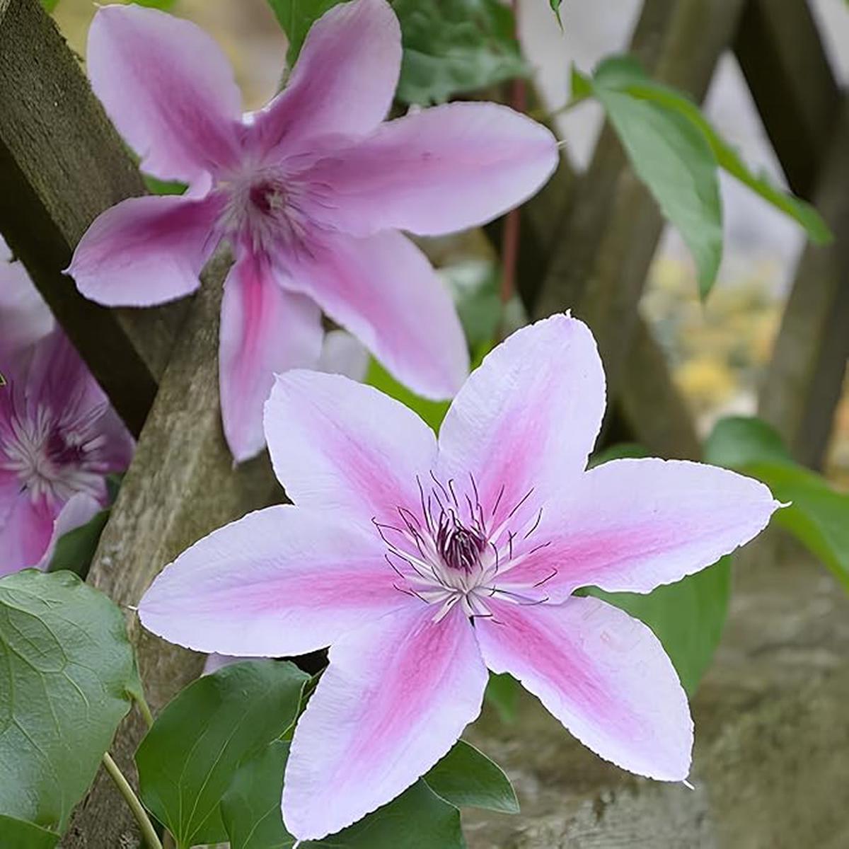 Clematis Flower Seeds for Planting Heirloom, Non-GMO, Easy to Grow, High Germination