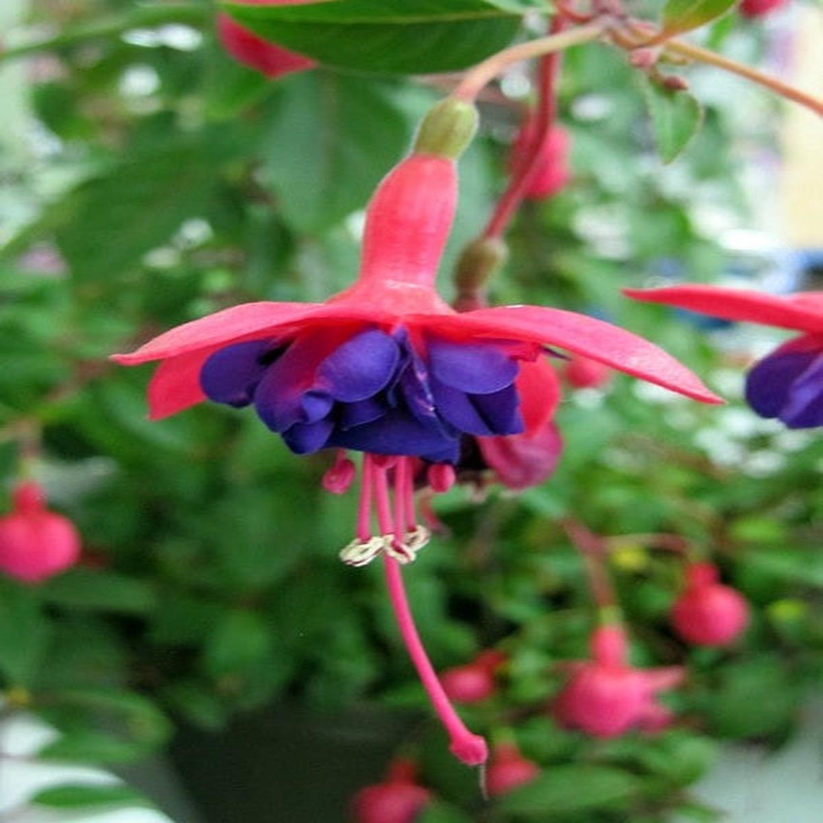Dark Blue Red Fuchsia Flower Seeds for Planting Heirloom, Non-GMO, Fragrant, High Germination