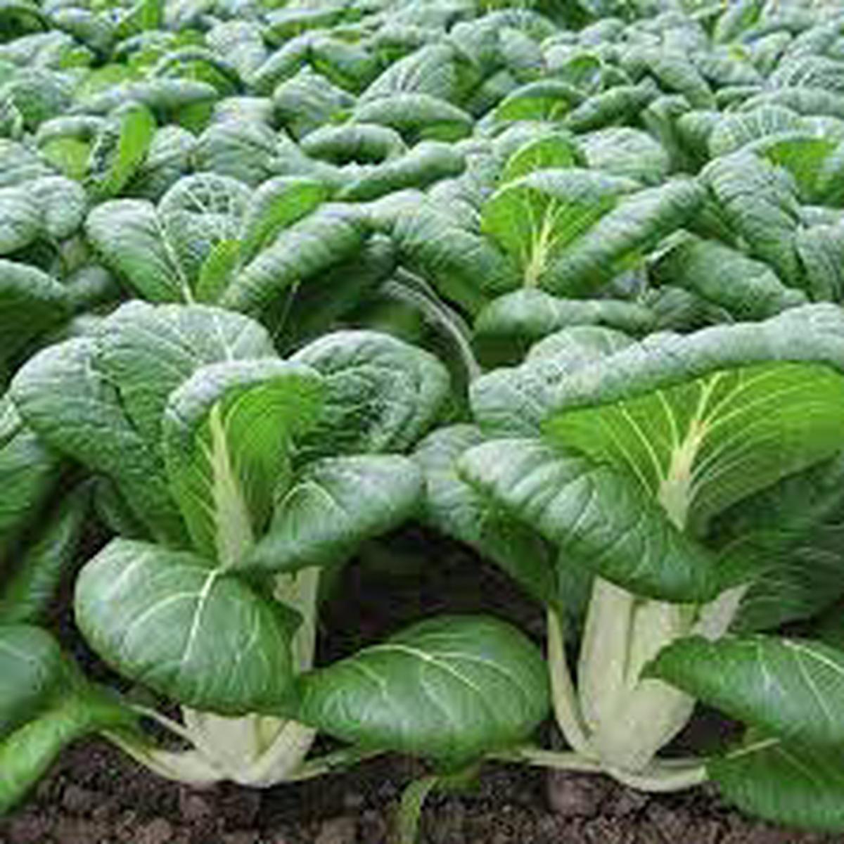 Dwarf Pak Choi Vegetable Seeds for Planting Heirloom, Non-GMO Vegetable Seeds