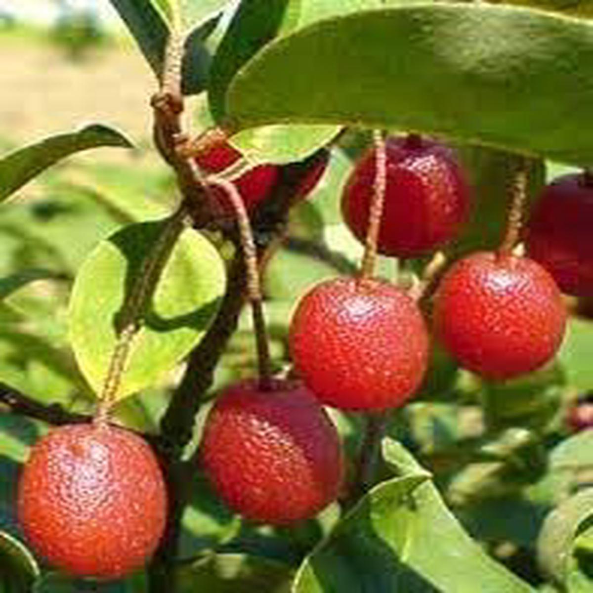 Goumi Berry Fruit seeds for planting Heirloom & Non-GMO Garden seeds