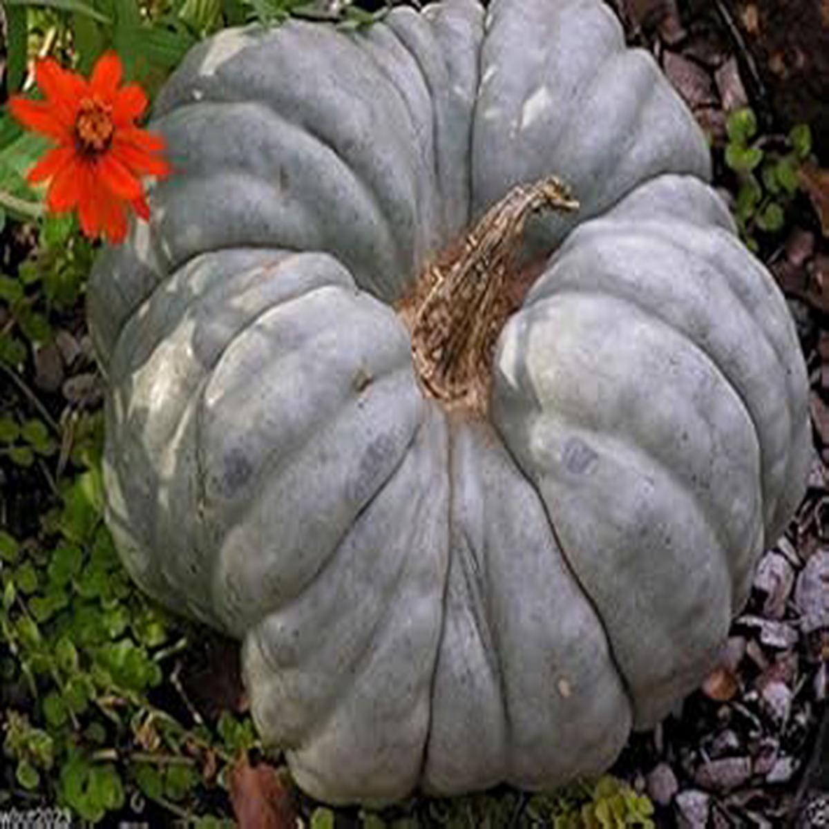 Gray Triamble Pumpkin Vegetable Seeds for Planting Heirloom & Non-GMO Garden Seeds