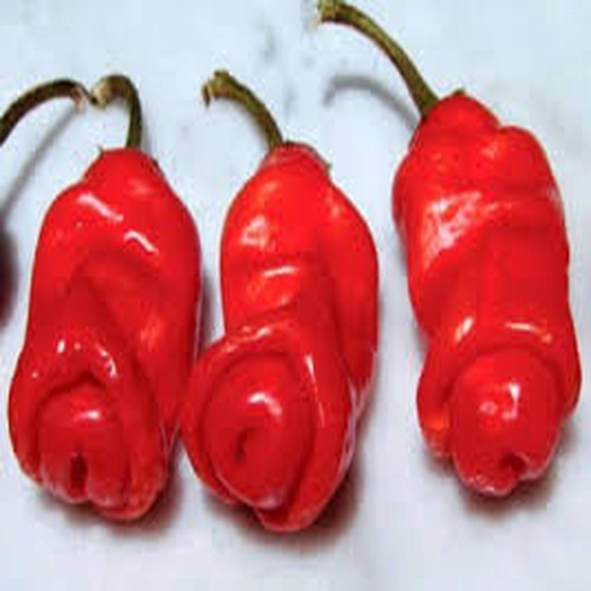 Peter Chilli Seeds for Planting Heirloom, Non-GMO Bold & Spicy Peppers with Unique Shape for Organic Gardens