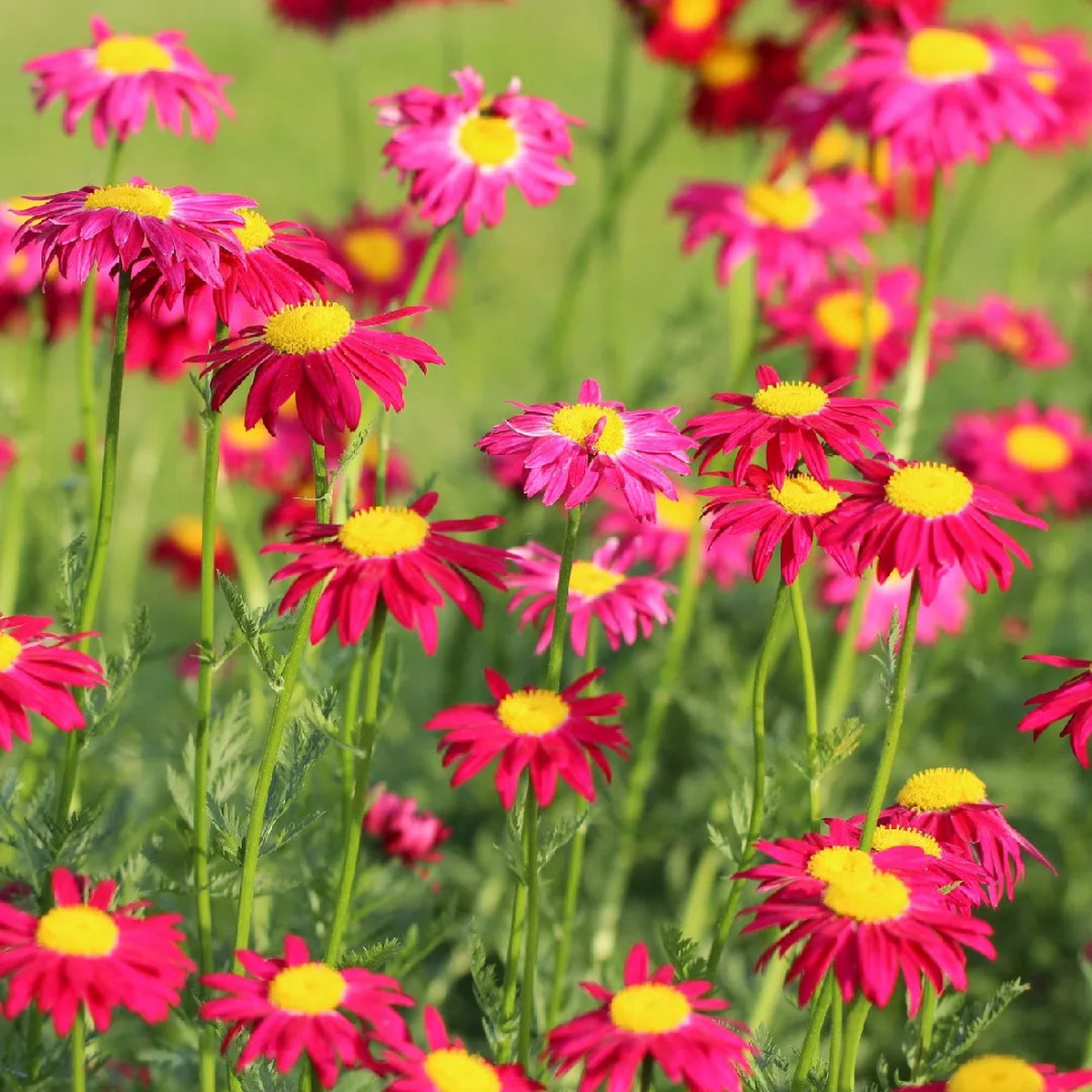 Pink Pyrethrum Flower Seeds for Planting Heirloom, Non-GMO, High Germination Organic Garden Seeds