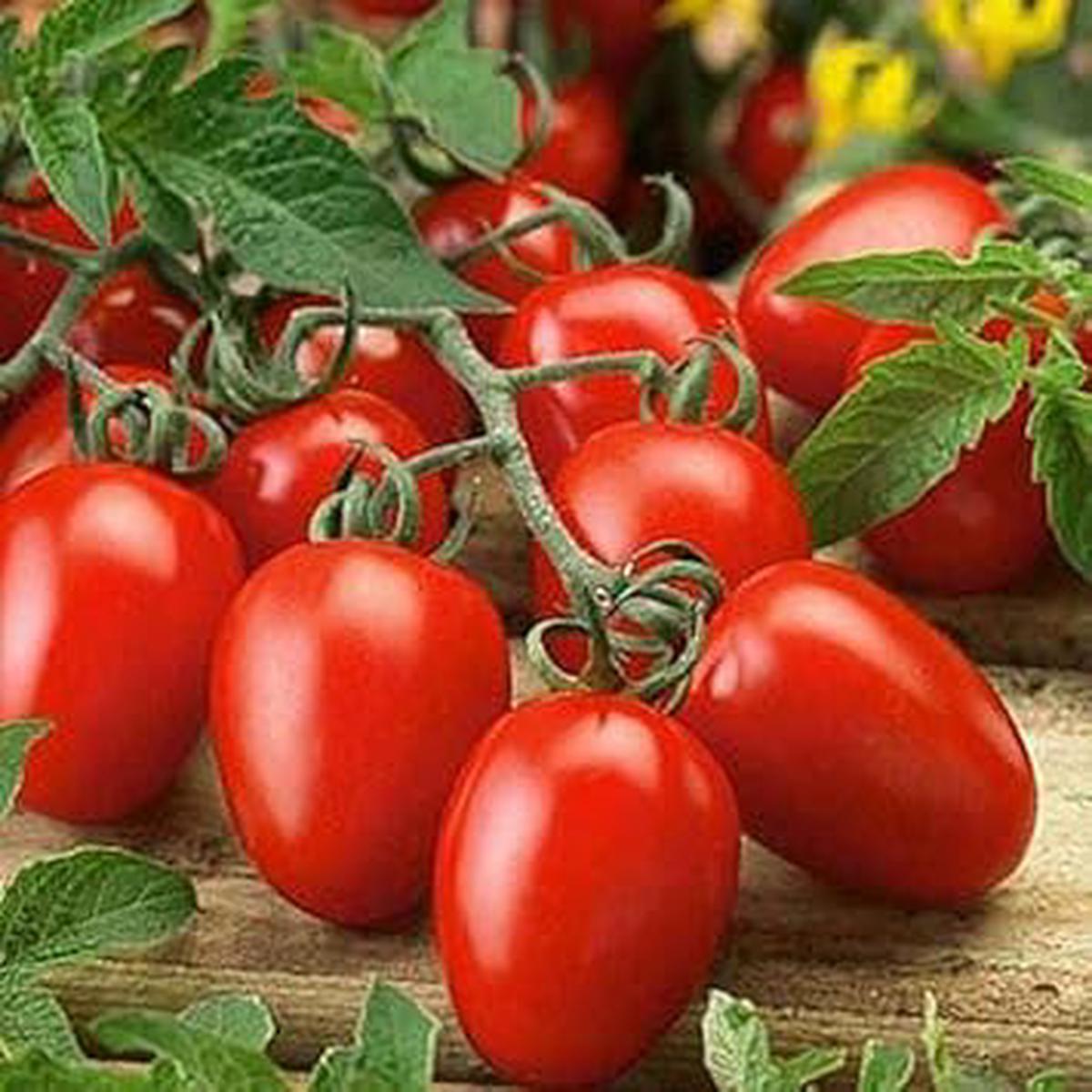 Red Tomato Vegetable Seeds for Planting Heirloom & Non-GMO Garden Seeds for Classic Harvests