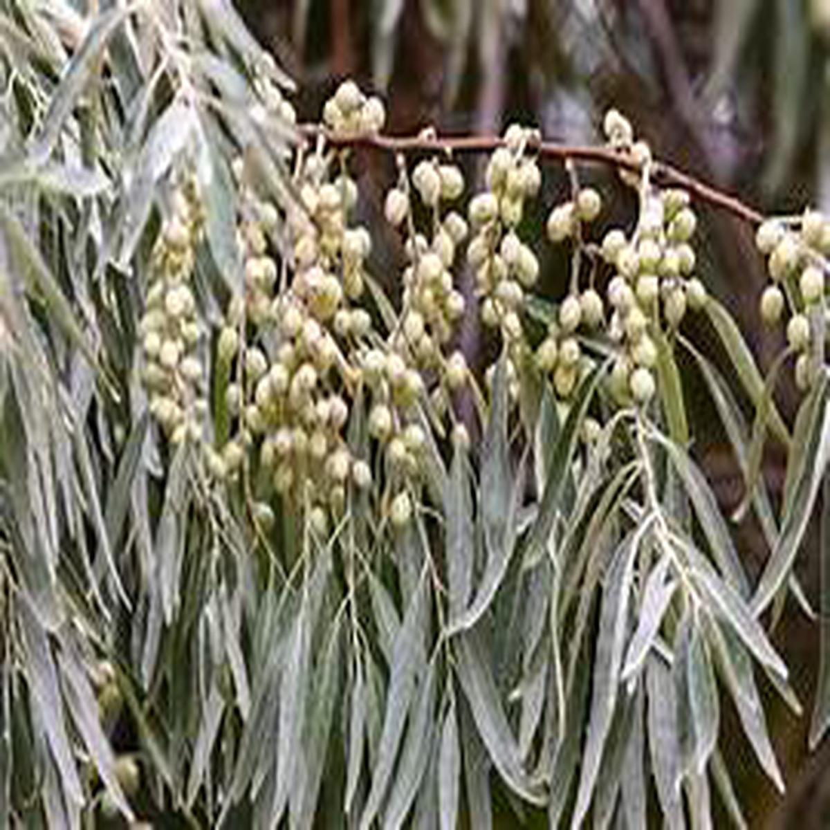 Silverberry plant seeds for planting Heirloom & Non-GMO ornamental garden seeds