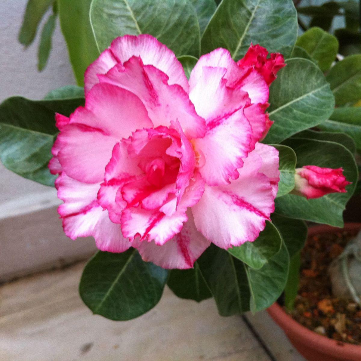 White Pink Adenium Flower Seeds for Planting Heirloom, Non-GMO, Wildflower Mix, High Germination