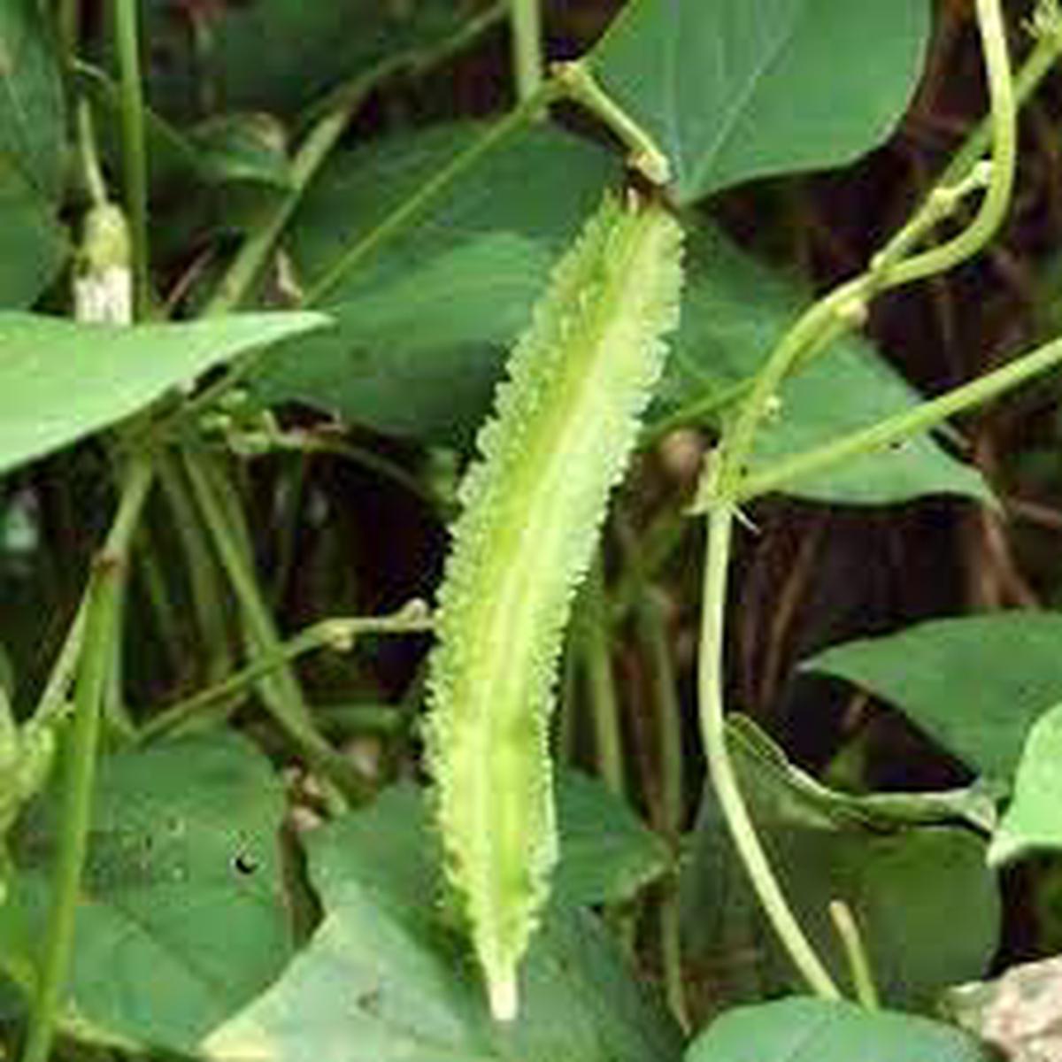 Winged Bean Seeds for Planting Heirloom & Non-GMO, High Germination Organic Garden Seeds